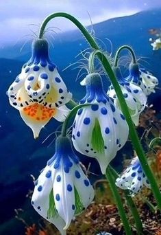 some white and blue flowers are in the water