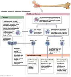 a diagram showing the structure of an animal's bone and its functions in it