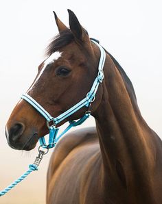 a brown horse with a blue bridle on it's head standing in the grass