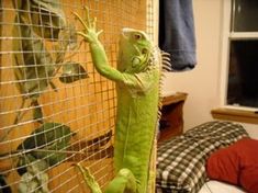 an iguana climbing up the side of a wire fence in front of a bed