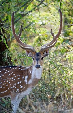 an antelope is standing in the woods looking at the camera with very large horns