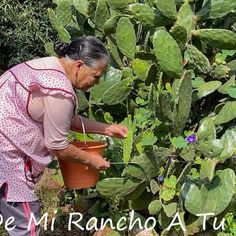 an older woman is watering plants in the garden