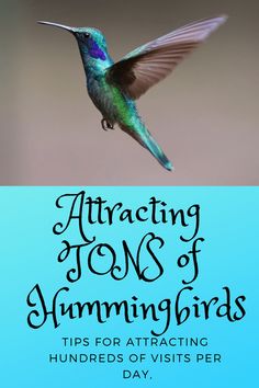 a hummingbird flying through the air with text that reads, attract tons of hummingbirds tips