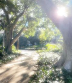 the sun shines through the trees and leaves on the ground near a dirt road