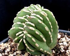 a close up of a plant in a pot with dirt on the ground and rocks around it