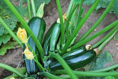 several cucumbers growing on the ground next to some green leaves and yellow flowers