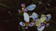 three white and purple flowers with green leaves in the foreground, on a dark background