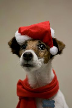 a small dog wearing a santa hat and scarf