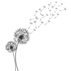 a black and white photo of a dandelion blowing in the wind on a white background