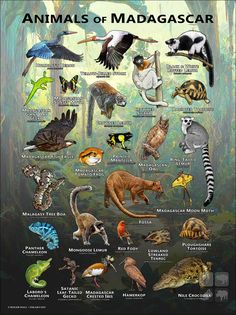 an illustrated poster with different types of animals