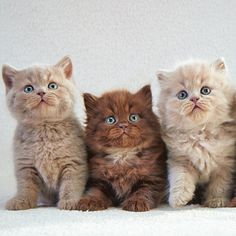 three kittens sitting next to each other on a white surface with one staring at the camera