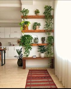 a living room filled with lots of plants on top of wooden shelving unit units