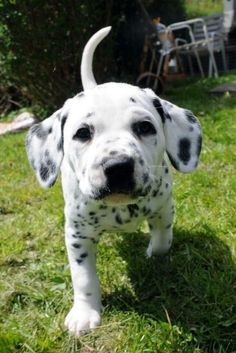 a dalmatian puppy is standing in the grass