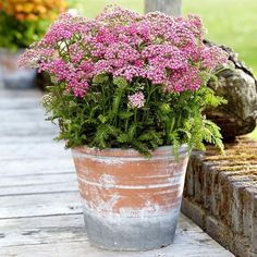 pink flowers in a pot sitting on a wooden bench