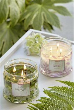 two candles sitting on top of a table next to green plants and flowers in glass jars