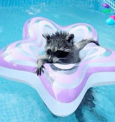 a baby raccoon is sitting on an inflatable raft floating in the pool