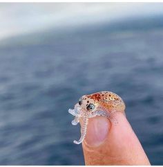 a hand holding a tiny animal on top of the ocean