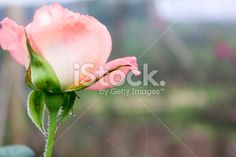 a single pink rose with water droplets on it's petals in front of a blurry background