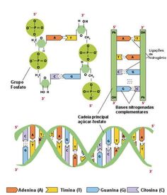 the structure and function of an animal's protein, including two separate cells with different structures