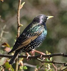 a bird sitting on top of a tree branch