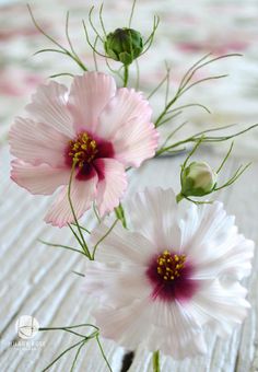 two pink flowers with green leaves on them are next to a knife and some scissors