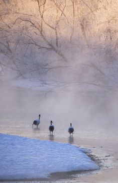 three geese are standing in the water on a foggy day with trees and snow behind them