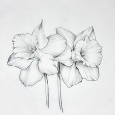 a pencil drawing of three flowers on a white paper