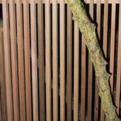 a bird perched on top of a tree branch next to a wooden slatted fence