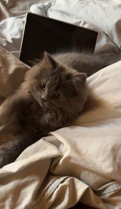 a cat laying on top of a bed next to an open laptop computer in it's paws