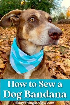 a brown dog wearing a blue bandana with leaves on the ground and trees in the background