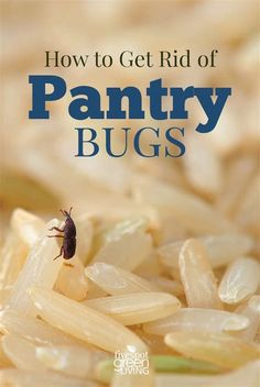 how to get rid of pantry bugs