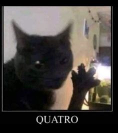 a black cat sitting in front of a mirror with the caption quatro