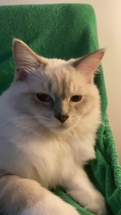 a white cat laying on top of a green towel