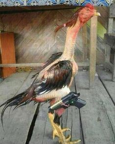 a large bird standing on top of a wooden floor