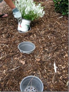 two buckets with flowers in them sitting on the ground next to some mulch