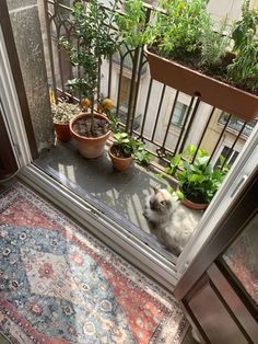 a dog is sitting on the balcony next to potted plants and looking out the window