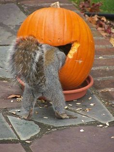 a squirrel is standing in front of a pumpkin with the words trick or treat on it