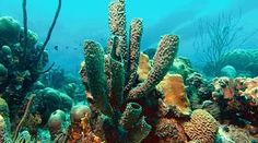 an underwater scene with corals and other marine life