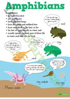 an animal's life cycle with the words amphibians and froggies