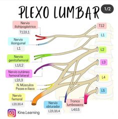 Plexo lumbar imagen animada apuntes [imagen de @kine.learning] Medicine Notes, Medical Student Study, Human Body Anatomy, Medical School Inspiration, Nursing School Tips, Medical School Studying