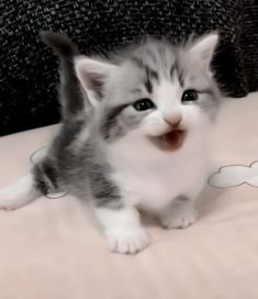 a small kitten sitting on top of a bed