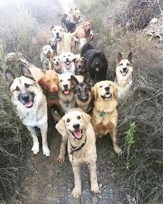 a large group of dogs standing in the dirt