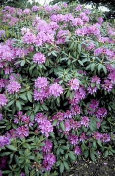 purple flowers are blooming in the garden