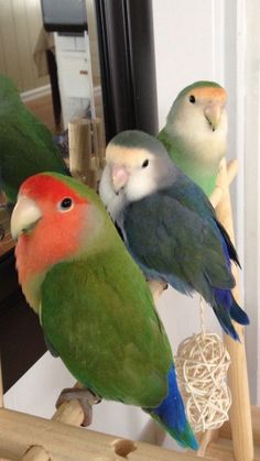 three colorful birds sitting on top of a wooden perch in front of a mirror and looking at their own reflection