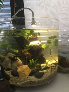 an aquarium filled with plants and rocks on top of a white table next to a window