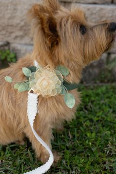 Attachable & Removeable Accessory for Dog Wedding Collar | Floral Collar for Pet | Dog Wedding Outfit | Attachable Leash Decor | Ring Bearer Bridal Dog Corsage ♥ AMBER PET CORSAGE 'Amber' is an attachable corsage that gently attaches to any dog collar. Combining combines lush gold fabric floral details and faux eucalyptus greenery for a cheerful presentation on your dog's collar.    Designed on a soft felt back and velcro attachment that can be added to any leash/collar.  ♥ PLEASE NOTE: This listing is for the attachable patch only. * Leash and collar are not included.  ♥ ADDITIONAL DETAILS: * Built on a soft base so it won't tug on fur * Patch design dimensions: 7.5-8" in length 4.5-5" in width * Velcro attachment so you can tighten or loosen ♥ Matching Flower Girl Baskets & Ring Pillows Dog Flower Girl, Wedding Dog Leash, Dog Wedding Outfits, Wedding Dog Collar, Ring Pillows, Flower Girl Baskets, Artificial Greenery, Eucalyptus Greenery, Wedding Pets