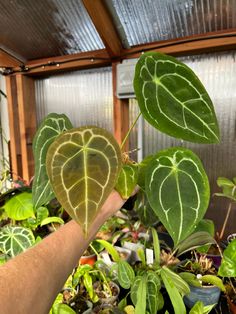 a person holding up a heart shaped plant in a greenhouse