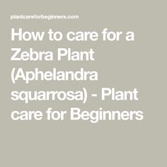 how to care for a zebra plant aphelandaa aquarosa - plant care for beginners