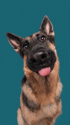 a close up of a dog with its tongue hanging out and looking at the camera