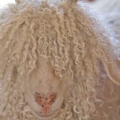 a sheep with curly hair is looking at the camera while it's close up